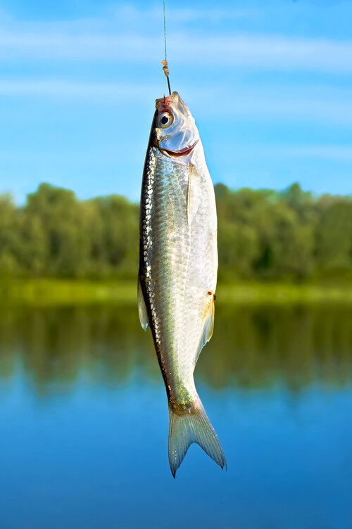 How to Outfit Your Tackle Box with the Best Fishing Hooks